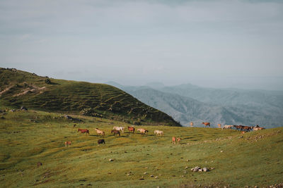 View of people grazing on field against sky