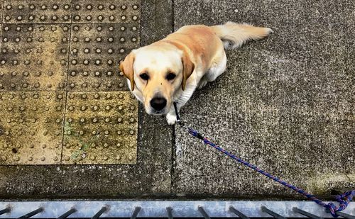 Close-up of dog on sidewalk