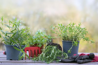 Potted plant on field