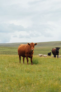 Cows in a field