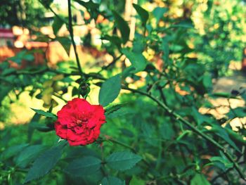 Close-up of red flowers