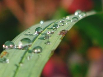 Close-up of raindrops on leaf