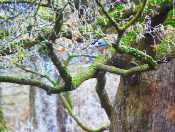 Close-up of lizard on tree