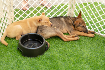 Two dogs resting on grass