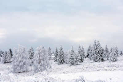 Snow covered pine trees in forest against cloudy sky