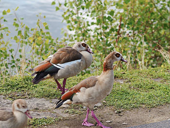 Ducks in a field