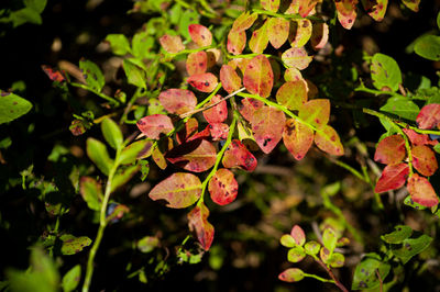 plant