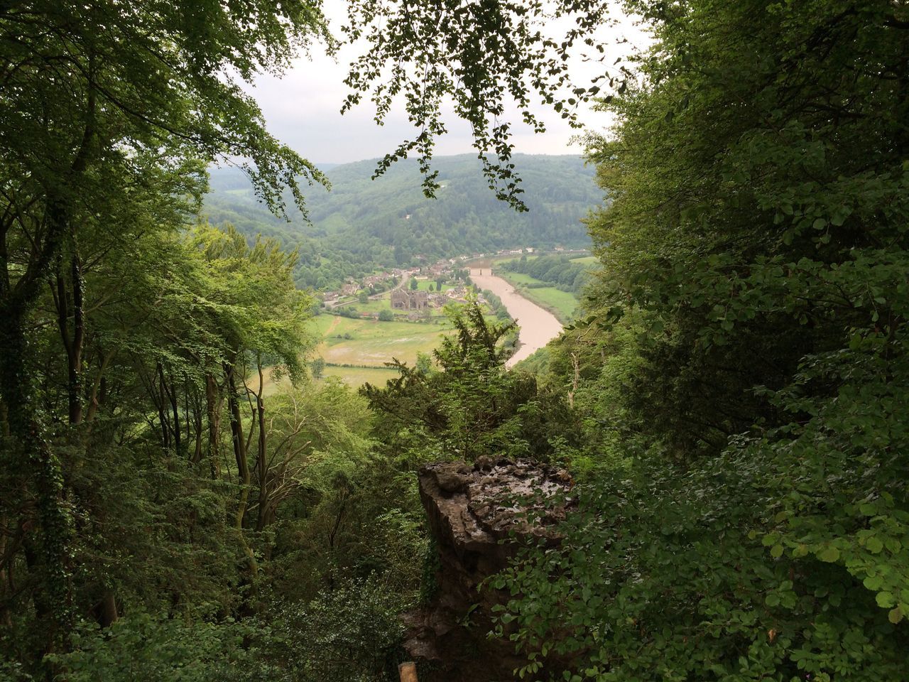 VIEW OF TREES