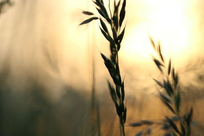 Close-up of stalks in field at sunset