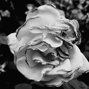 Close-up of white rose flower