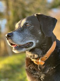 Close-up of dog