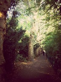 Narrow pathway along trees