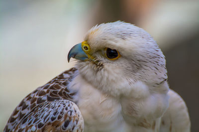 Close-up of kestrel