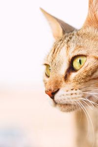 Close-up of a cat looking away