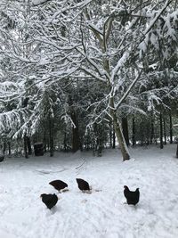 Ducks on snow covered trees