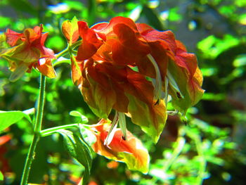 Close-up of red flowers
