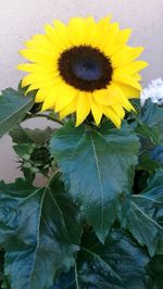 Close-up of sunflower blooming outdoors