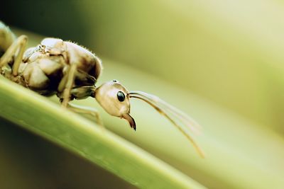 Close-up of insect on plant