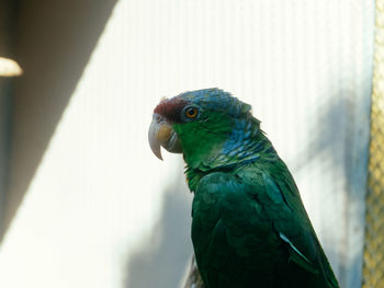 Close-up of parrot perching