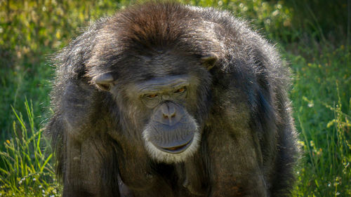 Close-up portrait of a ape