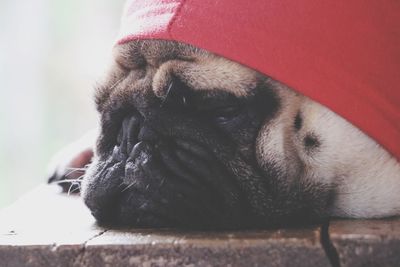 Close-up of a dog sleeping