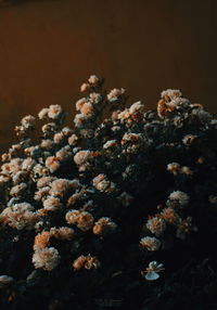 Close-up of flowering plant in sea