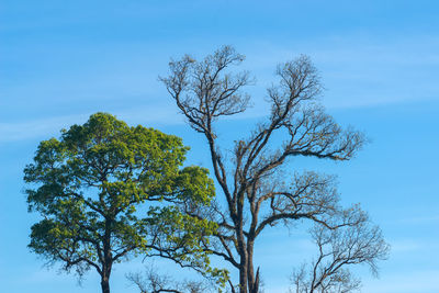 Low angle view of tree against clear blue sky