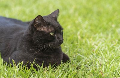 Black cat relaxing on field