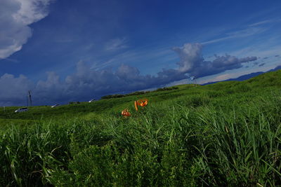 Scenic view of agricultural field against sky