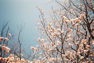 Low angle view of cherry blossoms against sky