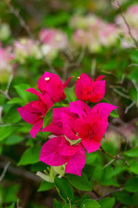 Close-up of pink flowering plant