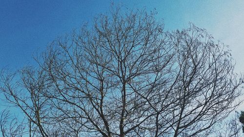 Low angle view of bare tree against clear blue sky