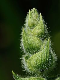 Close-up of wet plant