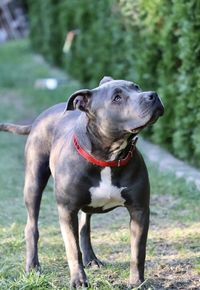 Dog standing on field