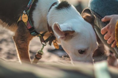 Close-up of dog relaxing outdoors