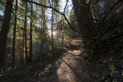 Trees in forest