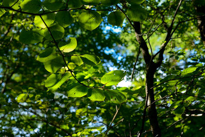 Low angle view of leaves on tree