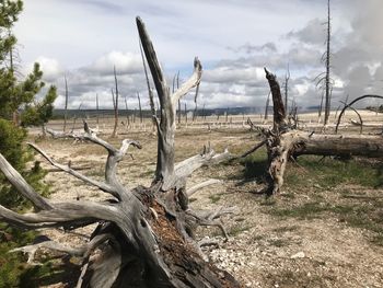 Fallen tree on field against sky