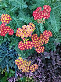 High angle view of multi colored flowers