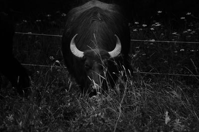 View of a horse on field