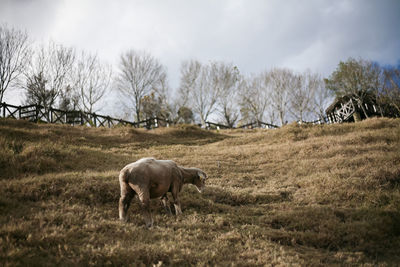 Sheep in a field