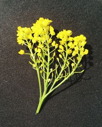 Close-up of yellow flowers