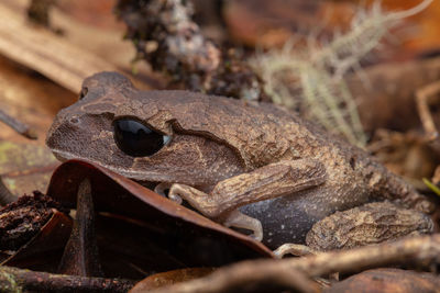 Nature view of litter frog of borneo, close-up of beautiful frog of borneo