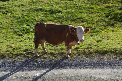 Cow standing in a field