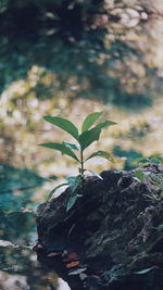 Close-up of plant growing on rock