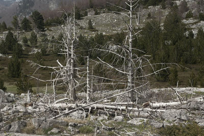 Trees in forest during winter