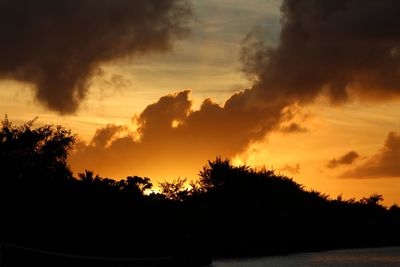 Low angle view of silhouette trees against orange sky