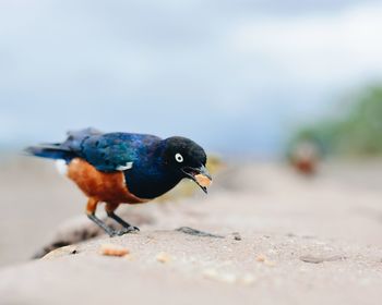 Close-up of bird perching outdoors
