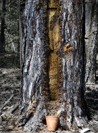 Close-up of tree trunk in forest