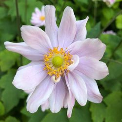 Close-up of purple flower